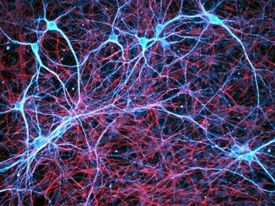 嗅觉受体空间分布模式