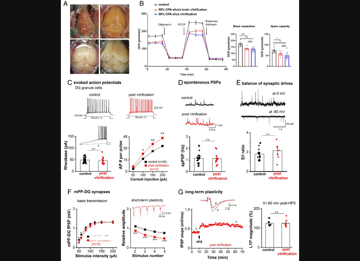 这项成年小鼠脑组织冷冻研究真正推进的，是“功能保留”，不是科幻式整脑复活