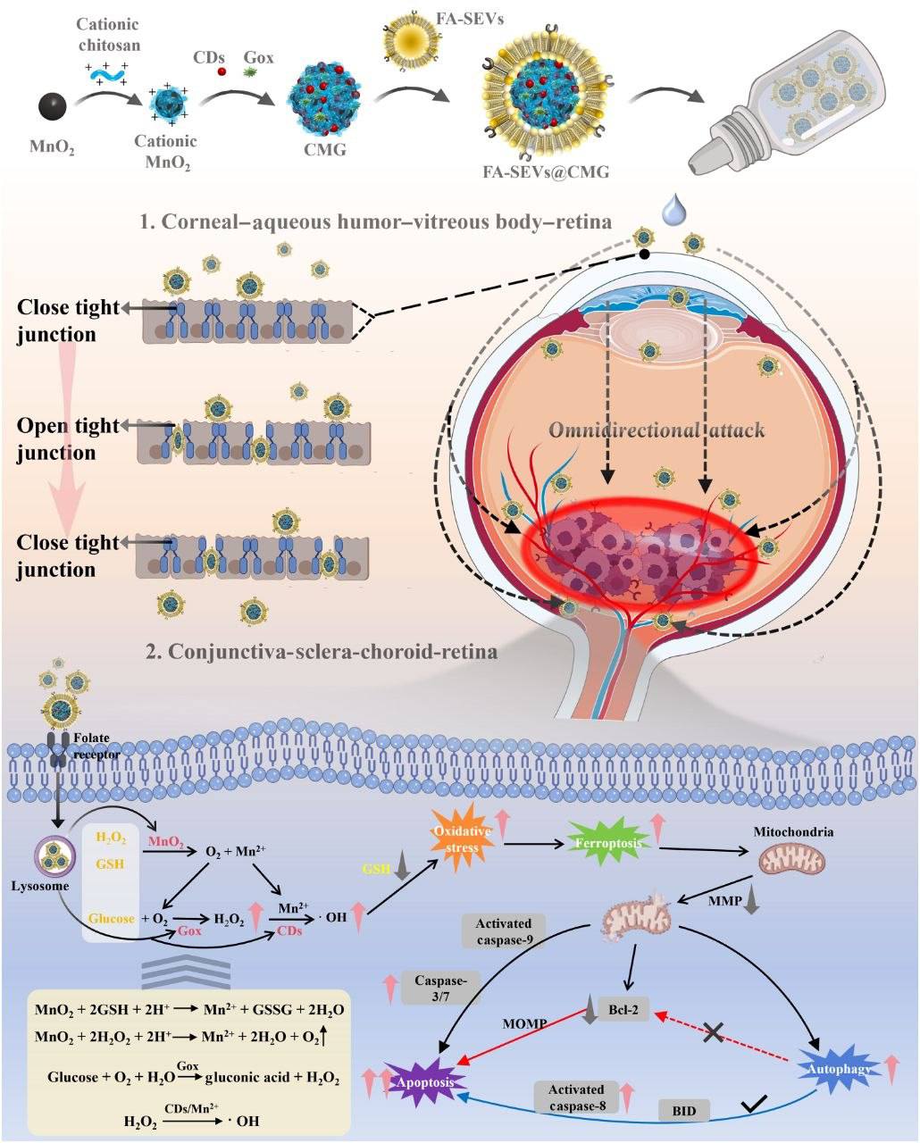 外泌体眼部药物递送机制示意图