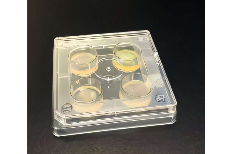 50 位科学家发布五步计划,应对耐药真菌全球威胁