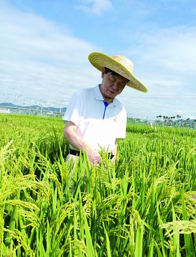 李家洋院士在稻田考察 MBS1 过表达水稻材料